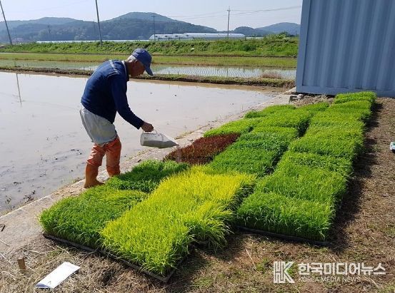 ‘밥맛 좋기로 소문난 강화섬쌀의 비법’ 강화군, 농가 지원으로 명품 강화섬쌀 이끈다