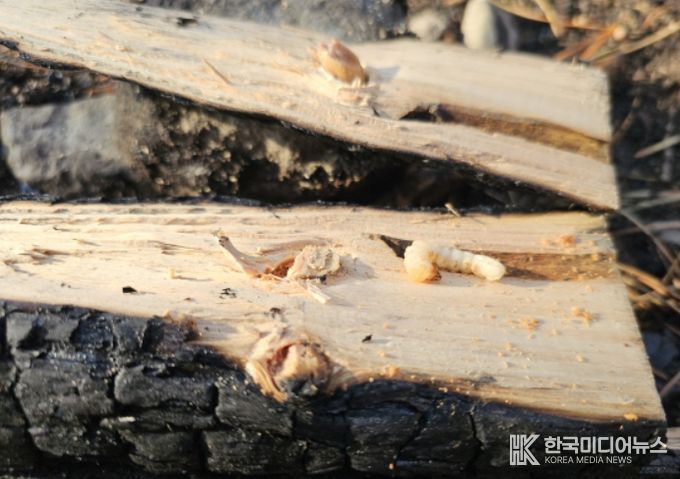 산불 피해목에서 생존해 있는 매개충 유충(안동 임하, 2025년)