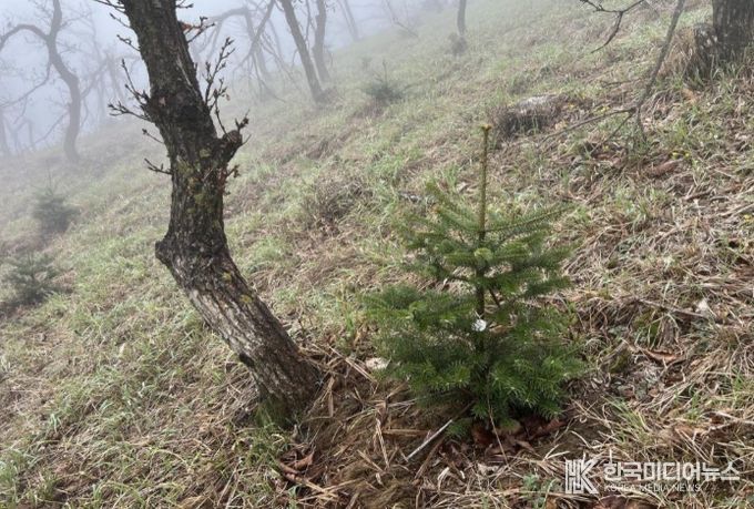 무주군 구상나무 현지외 보존원 현황(2025년 4월)